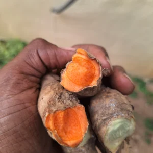 lakadong turmeric, high curcumin turmeric india, turmeric rhizomes india, meghalaya turmeric, haldi for planting