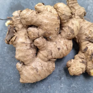 nadia ginger, ginger rhizomes india, desi ginger india, ginger planting material, fresh ginger rhizomes, native ginger, nadia ginger buy online
