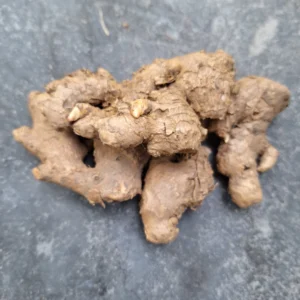 naga spicy ginger, high pungency ginger india, ginger rhizomes india, spicy ginger variety, aromatic ginger india