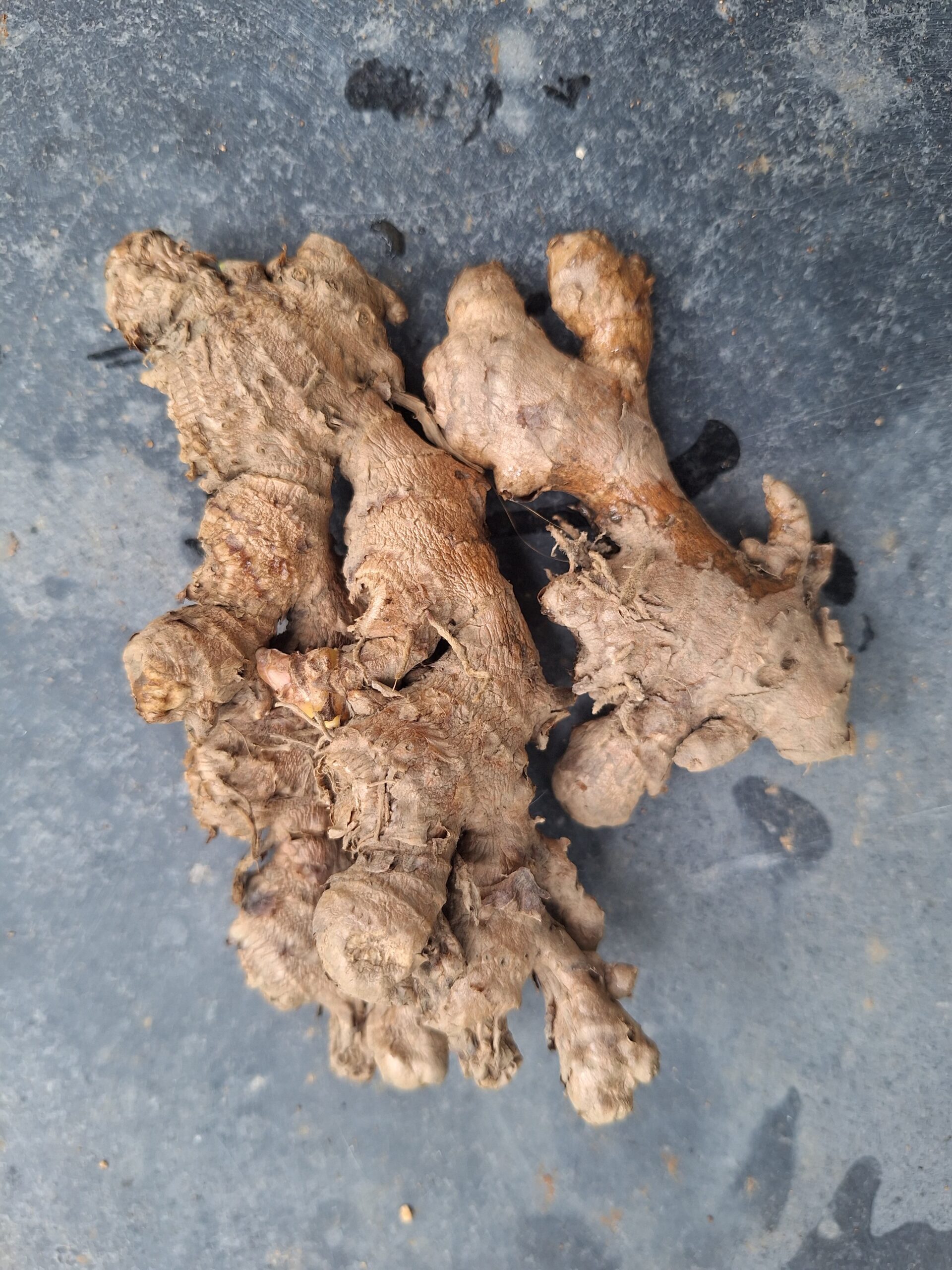 Naga Spicy Ginger Rhizomes (High Pungency Ginger) – For Planting & Consumption 1 Naga Spicy Ginger Rhizomes (High Pungency Ginger) – For Planting & Consumption