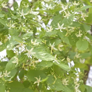 sweet indrajao (wrightia tinctoria) – seeds