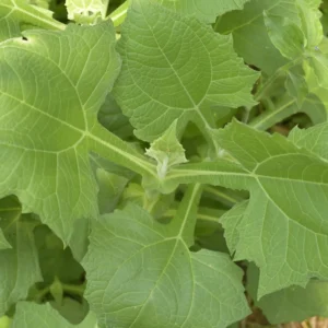 yacon / peruvian ground apple (smallanthus sonchifolius) – live plant