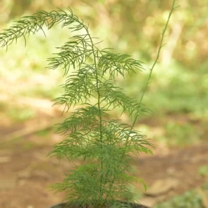 shatavari / asparagus (asparagus racemosus) – live plant