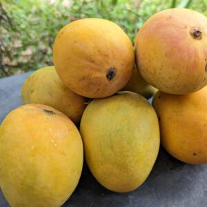 badami mango – naturally grown, traditionally ripened in paddy hay, chemical free