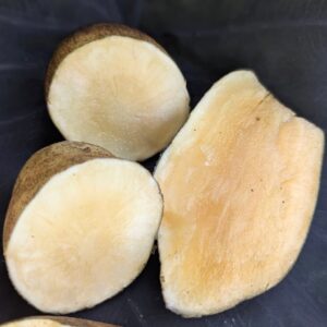 yacon / peruvian ground apple (smallanthus sonchifolius) – live plant