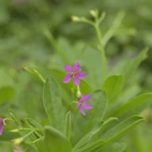 Ceylon Spinach / Waterleaf (Talinum fruticosum) – 4 Live Cuttings