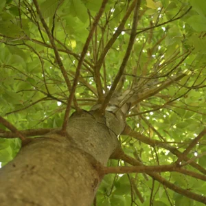 south indian mahua / hippe (madhuca longifolia) – seeds