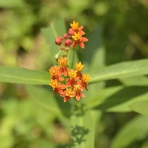 mexican butterfly weed / bloodflower (asclepias curassavica) – seeds
