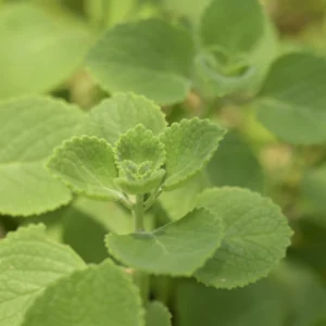 indian borage / doddapatre (plectranthus amboinicus) – live plant cutting