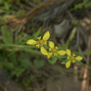 yellow walking iris plant, neomarica longifolia plant, walking iris india, ornamental flowering plant india, easy garden plants