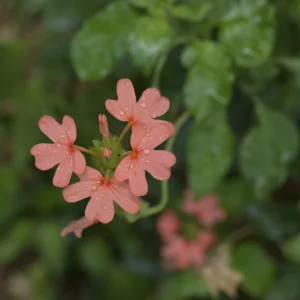 Crossandra Seeds Kanakambara Firecracker Flower Orange Plant India