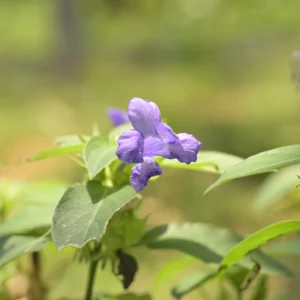 barleria cristata seeds, philippine violet seeds, bush violet seeds, flowering plant seeds india, ornamental flower seeds, spatika