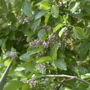 karanja / honge (millettia pinnata) – seeds