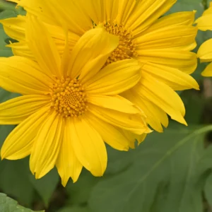 mexican sunflower (tithonia diversifolia) – seeds