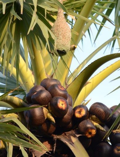 Ice Apple / Palmyra Palm (Borassus flabellifer) – Seeds for Growing 3 Ice Apple / Palmyra Palm (Borassus flabellifer) – Seeds for Growing - Image 3