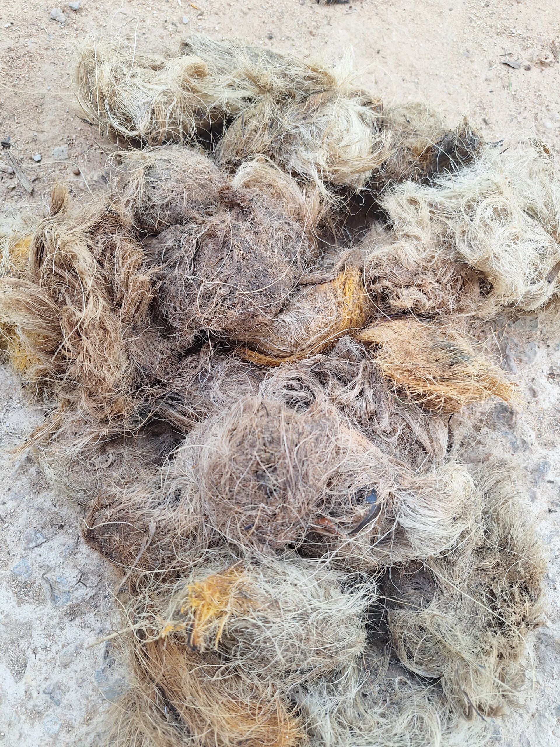 Ice Apple / Palmyra Palm (Borassus flabellifer) – Seeds for Growing 5 Ice Apple Plant Seeds