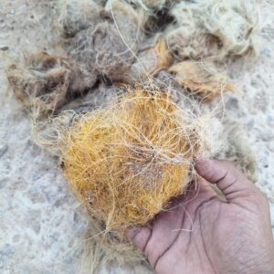 Palmyra Palm Seeds
