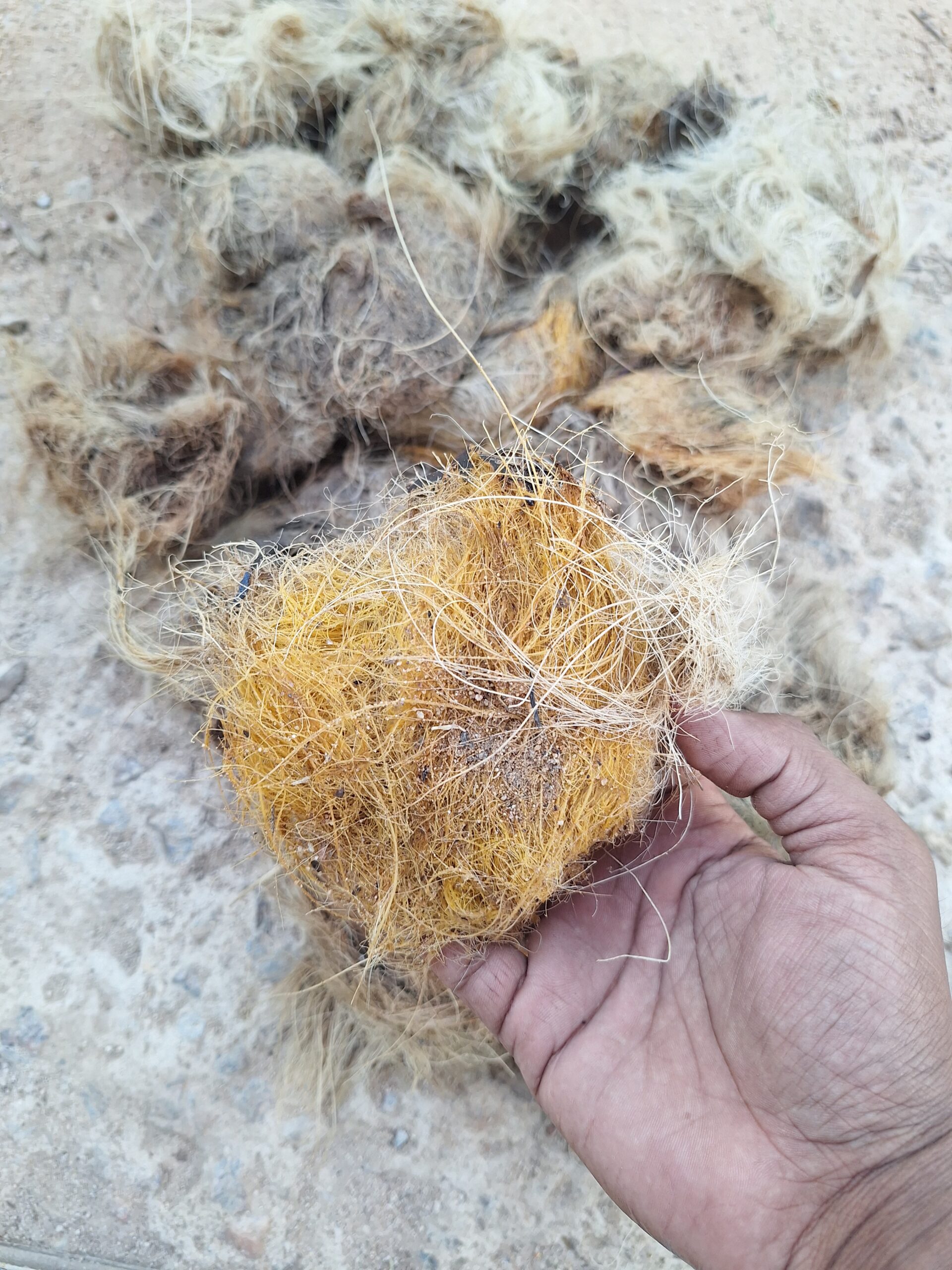 Ice Apple / Palmyra Palm (Borassus flabellifer) – Seeds for Growing 1 Palmyra Palm Seeds