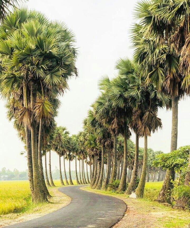 Ice Apple / Palmyra Palm (Borassus flabellifer) – Seeds for Growing 4 Palmyra Palm