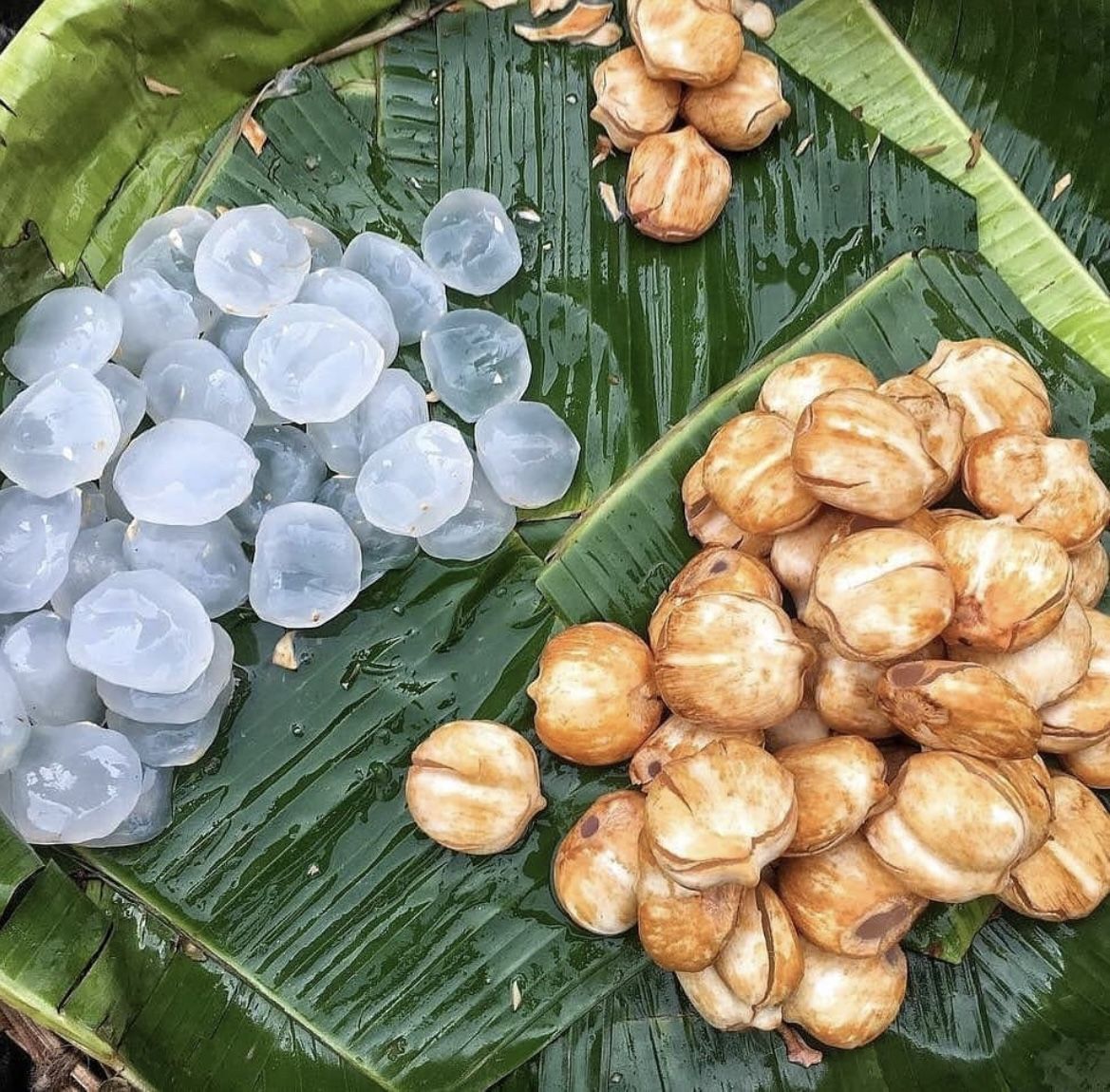 Ice Apple / Palmyra Palm (Borassus flabellifer) – Seeds for Growing 2 Ice Apple / Palmyra Palm (Borassus flabellifer) – Seeds for Growing - Image 2